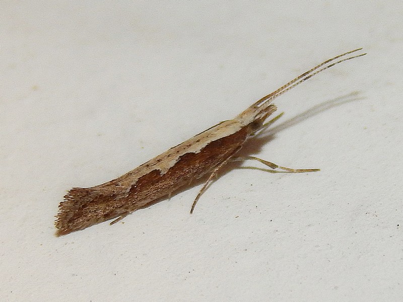 Plutella xylostella? S